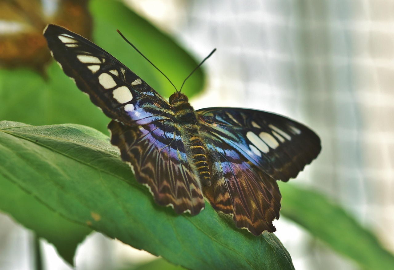 Butterfly Palace & Rainforest Adventure